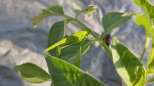 A green grasshopper perched on fresh green leaves in a garden, illuminated by natural sunlight.
