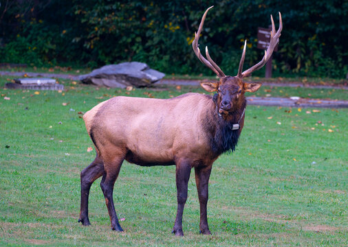 Bull elk with sweeping antlers caught in the middle of chewing, giving him an expression of irritation
