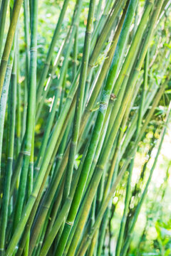 bamboo forest close-up with green bamboo stems on blurred background