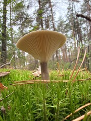 mushroom in the forest © Alina