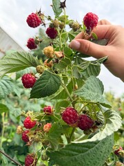 raspberries in the hand © Alina