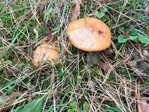 mushroom in the forest