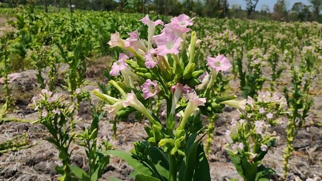 Pink Tobacco Flowers Blooming in Field Close Up With Wind Blowing Tobacco Plantation Indonesia
