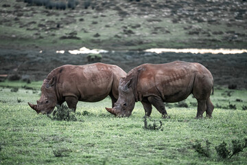 Two white rhinos grazing in a south african game reserve © Kristof