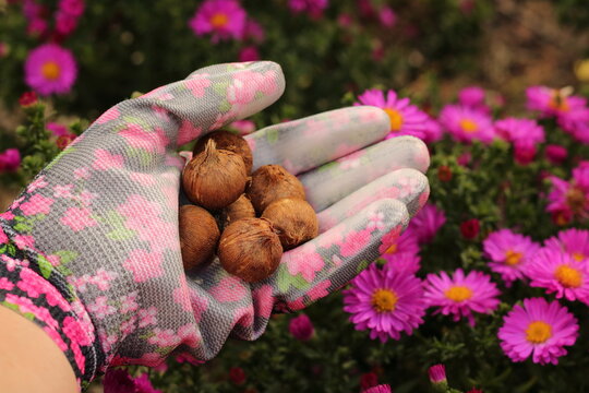 Hand in a colorful patterned gardening glove holding a handful of healthy high-quality crocus corms for autumn planting in a flower garden