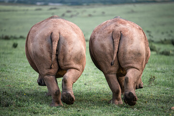 Two white rhinos walking away in grassland © Kristof
