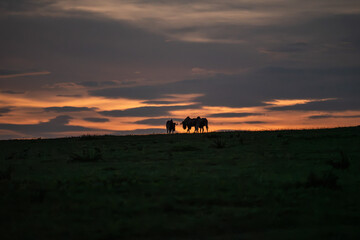 Fototapeta premium Wildebeest silhouettes standing on horizon at sunset