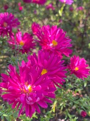 pink chrysanthemum flowers © Inna