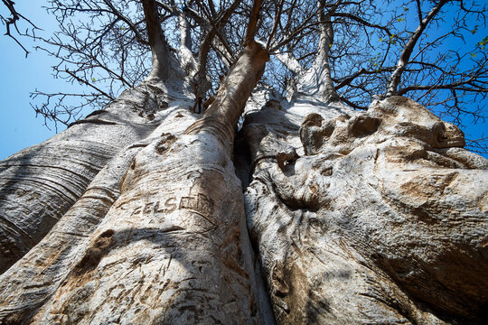 Oldest baobab tree, Santiago, Cape Verde