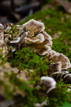 Turkey tail mushrooms and lush moss growing on a fallen log