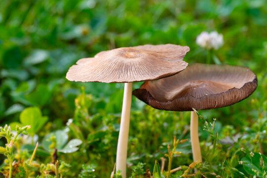 common ink cap mushrooms growing in a mowed lawn