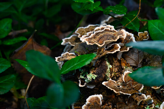Turkey tail mushrooms on the forest floor, framed by lush green leaves