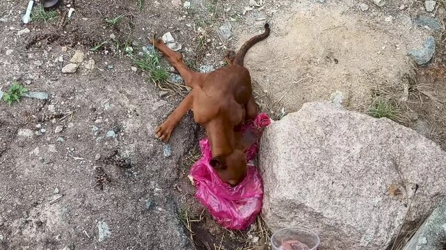 Poor hungry stray puppy searching for food inside a plastic bag on the ground.