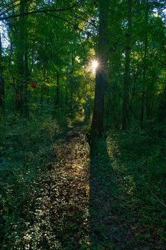 Morning light streaming through trees on a walking trail in the woods, Audubon Acres, Chattanooga, Tennessee