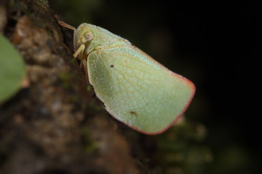 Macro photo of a green flatid planthopper on a concrete surface