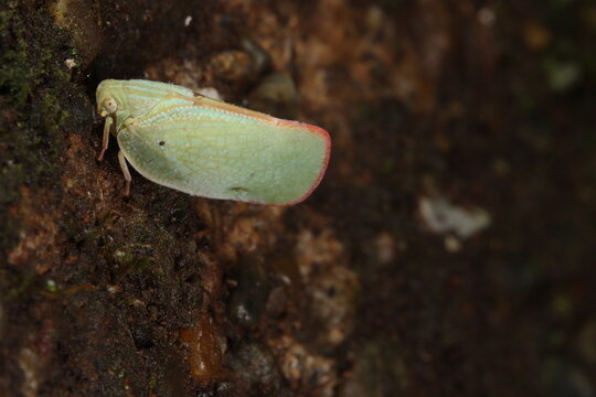 Macro photo of a green flatid planthopper on a concrete surface
