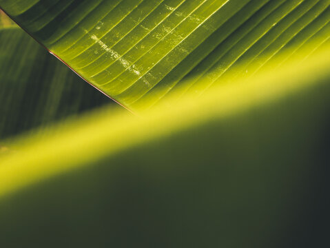 Abstract green background with rays