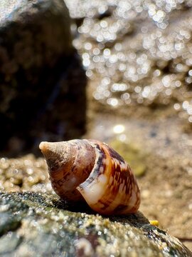 Macro of a glossy marine snail shell on a wet coastal stone during low tide in the Gulf of Corinth, Greece. Detailed seashell with a sparkling bokeh background from sunlit Mediterranean sea.