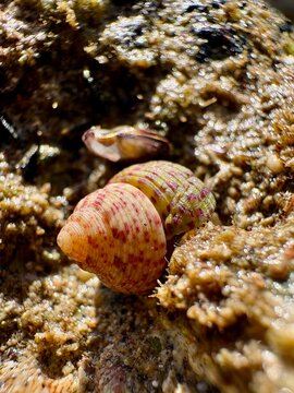 Macro of colorful marine snail shells on a wet coastal rock during low tide in the Gulf of Corinth, Greece. Detailed spiral seashells on a Mediterranean shore with a sparkling blurry background.