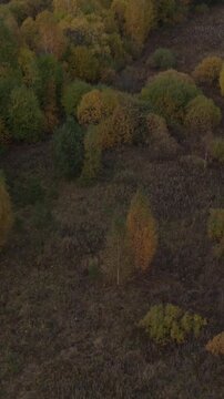 Drone footage of mixed forest and open meadow in peak autumn colors, with birch and conifer trees on rolling hills in the Ural Mountains, Russia