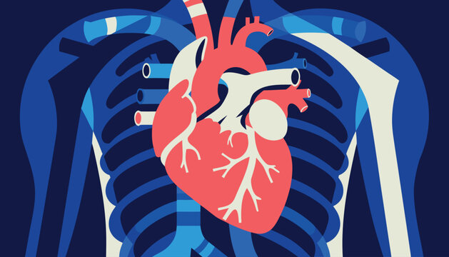 Human Heart Anatomy Vector Illustration Inside Chest Cavity With Ribs
