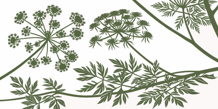 Botanical of green umbel flowers and leaves on a white background, for nature inspired, projects plant