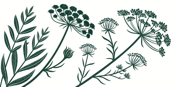 Set of green botanical silhouettes including umbel flowers and fern-like leaves on a white background for