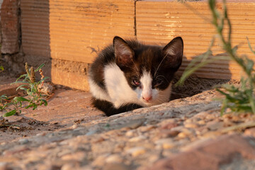 A one-month-old kitten with severe eyelid inflammation shelters outside a house. © LaSierragPhotoGraphy