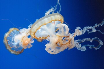 jelly fish in aquarium © Daria