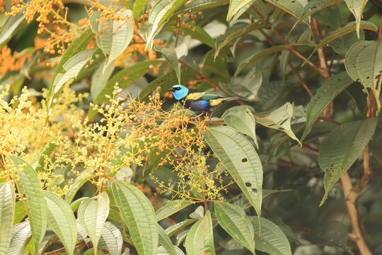 The blue-necked tanager (Stilpnia cyanicollis) is a species of bird in the family Thraupidae. 