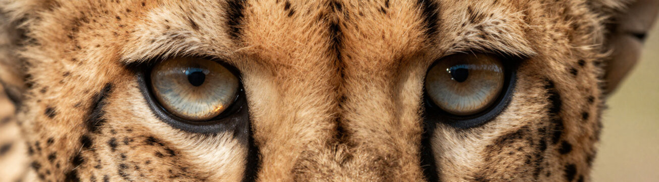 sharp captures intricate patterns cheetah iris intensely gazing forward sunlight reflects eyeball bright