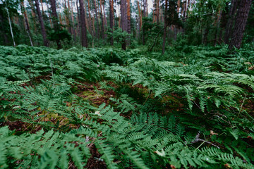 Obraz premium Dense green ferns carpet the forest floor beneath tall pine trees, creating a lush, tranquil woodland understory rich with moss, foliage and natural textures for nature and ecology themes.