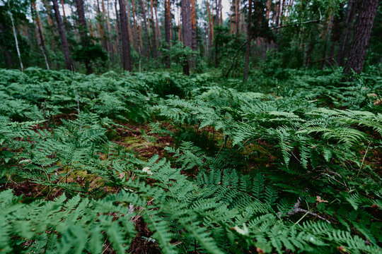 Dense green ferns carpet the forest floor beneath tall pine trees, creating a lush, tranquil woodland understory rich with moss, foliage and natural textures for nature and ecology themes.
