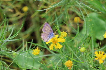 A Yamato Shijimi butterfly sipping nectar from an autumn flower © Mt. Cape