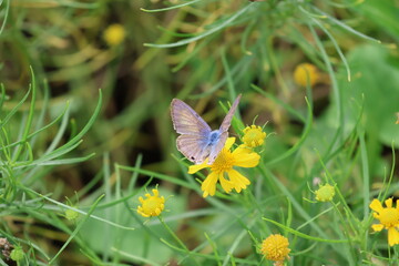 A Yamato Shijimi butterfly sipping nectar from an autumn flower © Mt. Cape