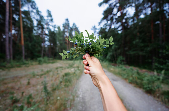 A hand holds a small branch with ripe blueberries against a blurred forest path, evoking summer foraging, freshness, nature, outdoor adventure and simple wild food gathering.