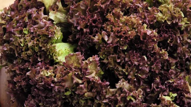 Fresh red oak lettuce arranged in a woven basket	