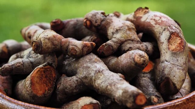 Fresh Turmeric Rhizomes in a Wooden Bowl	