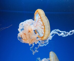 jellyfish in the water © Daria