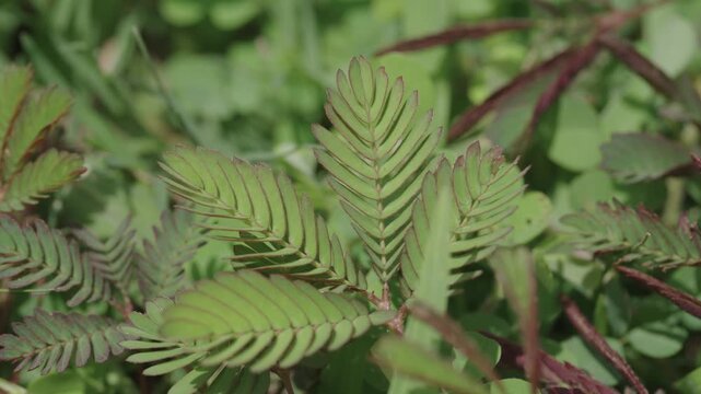 Finger touching mimosa pudica leaves which fold closed