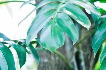 Mini Monstera, Monstera deliciosa Liebm or Philodendron ginny or Rhaphidophora terrasperma or monstera © jobrestful
