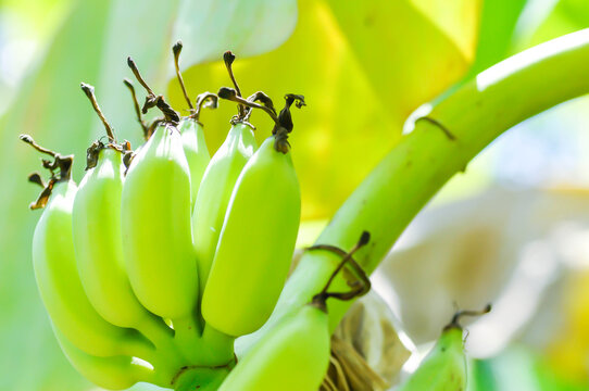 banana or banana plant, banana tree or Banana blossom in the orchard