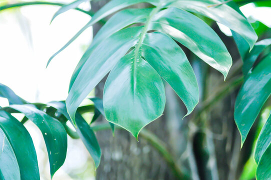 Mini Monstera, Monstera deliciosa Liebm or Philodendron ginny or Rhaphidophora terrasperma or monstera