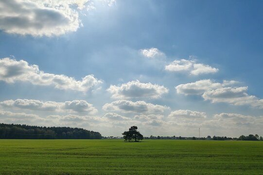 Wide green field with a lonely tree under a vast blue sky with dramatic clouds