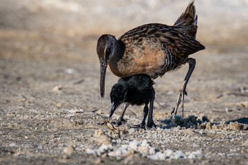 Clapper Rail and chick © joemeyer
