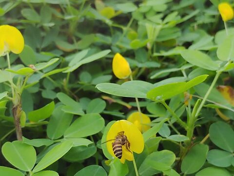 bee on yellow flower