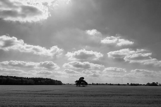 Black and white landscape of a lonely tree in a field under a cloudy sky