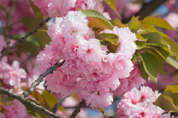Blooming spring cherry blossoms. Close-up of pink sakura flowers. © tillottama