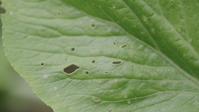 Cabbage leaf with small insect holes and veins