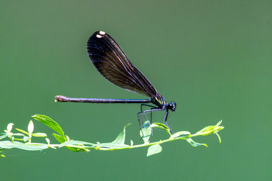 Damselfly